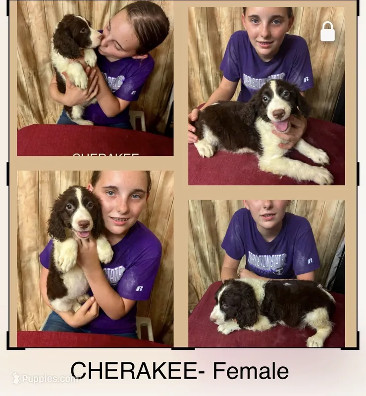 CHERAKEE  – English Springer Spaniel puppy for sale in Henderson, TX