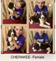CHERAKEE , a female English Springer Spaniel for sale in Henderson, TX – 1 of 10