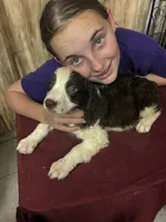 Choctaw, a male English Springer Spaniel for sale in Henderson, TX – 2 of 9