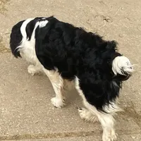 Scootaloo, a male English Springer Spaniel for sale in Henderson, TX – 1 of 8