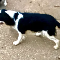 Scootaloo, a male English Springer Spaniel for sale in Henderson, TX – 3 of 8