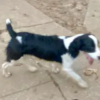 Scootaloo, a male English Springer Spaniel for sale in Henderson, TX – 6 of 8