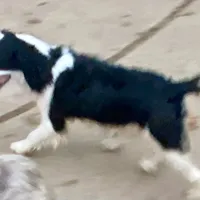 Scootaloo, a male English Springer Spaniel for sale in Henderson, TX – 2 of 8