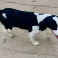 Scootaloo, a male English Springer Spaniel for sale in Henderson, TX – 5 of 8
