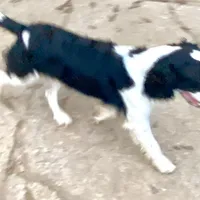 Scootaloo, a male English Springer Spaniel for sale in Henderson, TX – 7 of 8