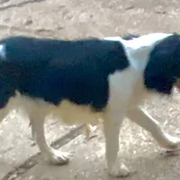 Scootaloo, a male English Springer Spaniel for sale in Henderson, TX – 4 of 8