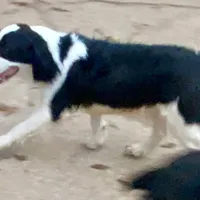 Scootaloo, a male English Springer Spaniel for sale in Henderson, TX – 8 of 8