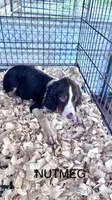SYCAMORR, a male English Springer Spaniel for sale in Henderson, TX – 7 of 8