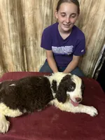 Choctaw, a male English Springer Spaniel for sale in Henderson, TX – 5 of 9