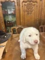 Joshua, a male Great Pyrenees for sale in Henderson, TX – 2 of 5