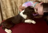 Nutmeg, a male English Springer Spaniel for sale in Henderson, TX – 4 of 10