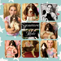 SYCAMORR, a male English Springer Spaniel for sale in Henderson, TX – 8 of 8