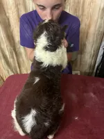 CHERAKEE , a female English Springer Spaniel for sale in Henderson, TX – 6 of 10