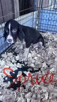 Spruce, a male English Springer Spaniel for sale in Henderson, TX – 5 of 9