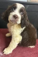 Misty, a female English Springer Spaniel for sale in Henderson, TX – 2 of 9