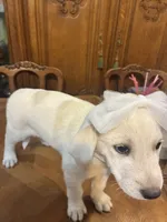 Precious , a female Great Pyrenees for sale in Henderson, TX – 10 of 10