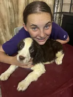 Choctaw, a male English Springer Spaniel for sale in Henderson, TX – 3 of 9