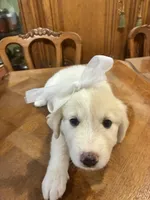 Jolene, a female Great Pyrenees for sale in Henderson, TX – 3 of 8