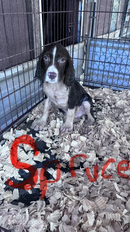 Spruce – English Springer Spaniel puppy for sale in Henderson, TX