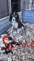 Spruce, a male English Springer Spaniel for sale in Henderson, TX – 1 of 9