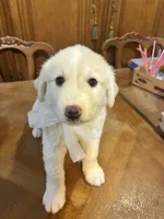 Jolene, a female Great Pyrenees for sale in Henderson, TX – 7 of 8