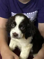 Misty, a female English Springer Spaniel for sale in Henderson, TX – 1 of 9