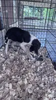 SYCAMORR, a male English Springer Spaniel for sale in Henderson, TX – 6 of 8