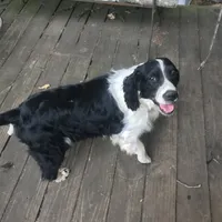 Blake Shelton, a male English Springer Spaniel for sale in Henderson, TX – 1 of 2
