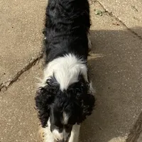 Blake Shelton, a male English Springer Spaniel for sale in Henderson, TX – 2 of 2