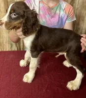 Nutmeg, a male English Springer Spaniel for sale in Henderson, TX – 6 of 10