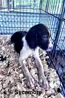 SYCAMORR, a male English Springer Spaniel for sale in Henderson, TX – 5 of 8