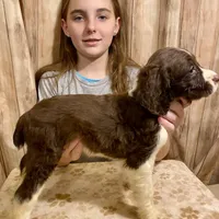 Abundala Joy, a female English Springer Spaniel for sale in Henderson, TX – 1 of 9