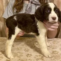 Abundala Joy, a female English Springer Spaniel for sale in Henderson, TX – 8 of 9