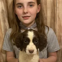 Abundala Joy, a female English Springer Spaniel for sale in Henderson, TX – 6 of 9