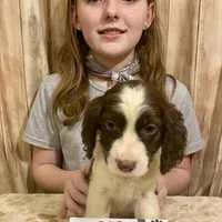 Abundala Joy, a female English Springer Spaniel for sale in Henderson, TX – 7 of 9