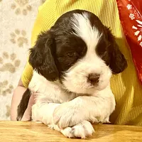 Abundala Joy, a female English Springer Spaniel for sale in Henderson, TX – 2 of 9
