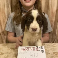 Abundala Joy, a female English Springer Spaniel for sale in Henderson, TX – 9 of 9