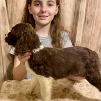 Abundala Joy, a female English Springer Spaniel for sale in Henderson, TX – 3 of 9