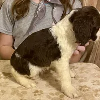 Abundala Joy, a female English Springer Spaniel for sale in Henderson, TX – 5 of 9
