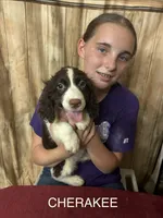 CHERAKEE , a female English Springer Spaniel for sale in Henderson, TX – 2 of 10