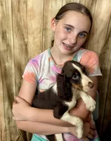 Nutmeg, a male English Springer Spaniel for sale in Henderson, TX – 5 of 10