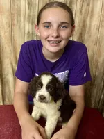 Misty, a female English Springer Spaniel for sale in Henderson, TX – 8 of 9