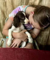ASHTON, a male English Springer Spaniel for sale in Henderson, TX – 5 of 5