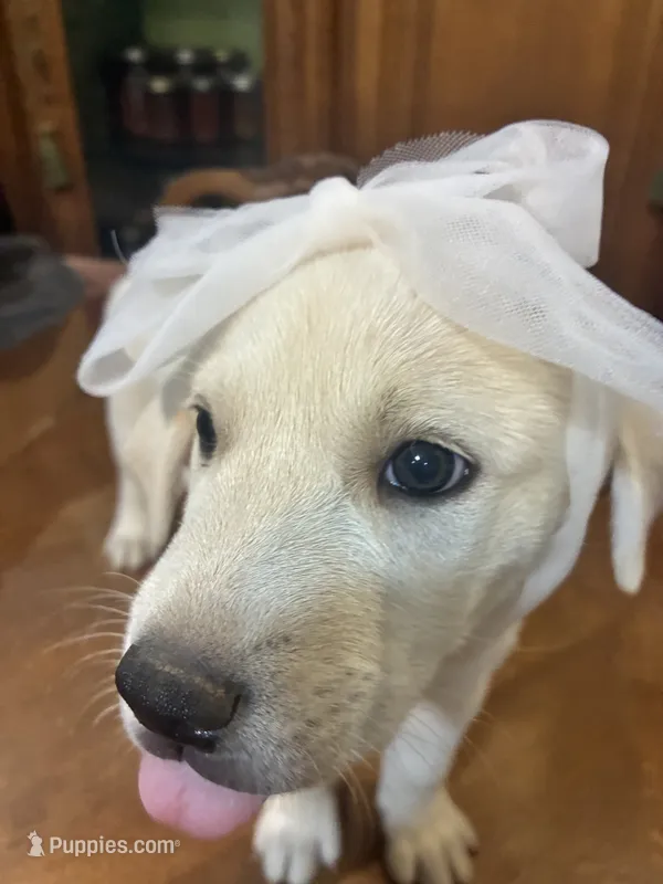 Precious  – Great Pyrenees puppy for sale in Henderson, TX