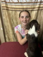 Nutmeg, a male English Springer Spaniel for sale in Henderson, TX – 9 of 10