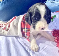 processed/b1f84a0d-7fe3-45c5-a0cf-6d7c982671fc/listing/c59f65af-5475-4cf7-ab22-969e31f448d3/ed11ca24-8ab4-40aa-bfcd-cc5fa7e70d7f