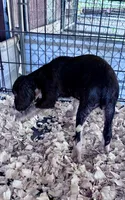 Spruce, a male English Springer Spaniel for sale in Henderson, TX – 4 of 9