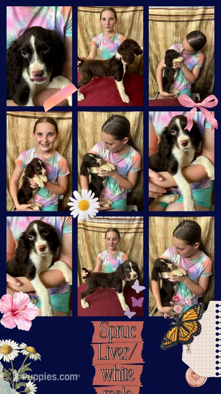 Spruce – English Springer Spaniel puppy for sale in Henderson, TX