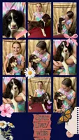 Spruce, a male English Springer Spaniel for sale in Henderson, TX – 1 of 1