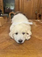 Precious , a female Great Pyrenees for sale in Henderson, TX – 5 of 10